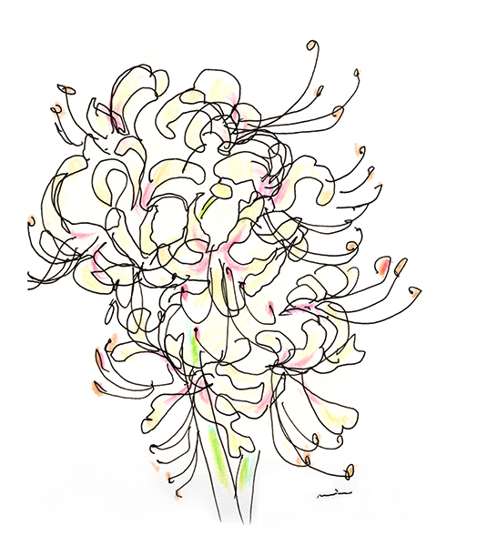 白い彼岸花・White Spider Lily