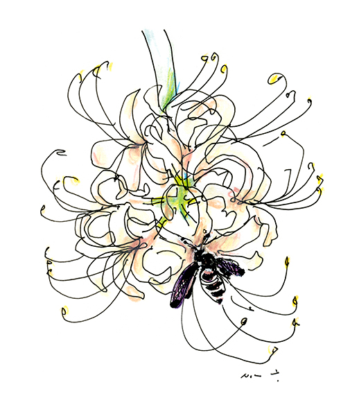 白の曼珠沙華・White Spider Lily