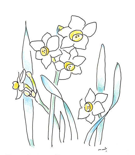 大切な日の、水仙