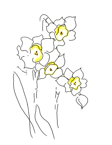 水仙・Daffodils