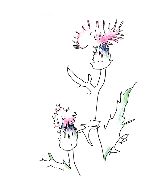 アザミ 2021・The Thistle 2021