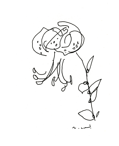 オニユリ・The Tiger Lily