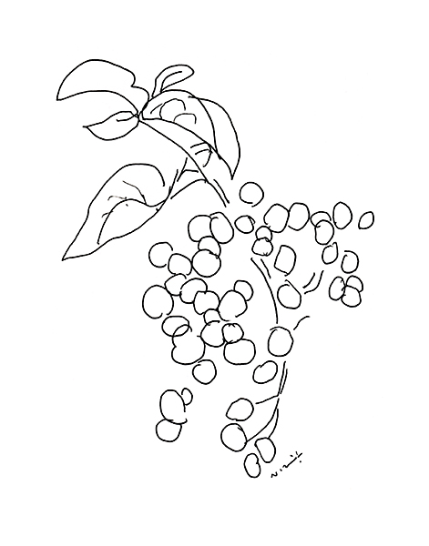 トウネズミモチ・Ligustrum lucidum