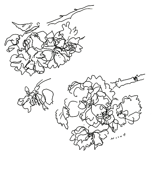 八重の桜・Yae-Sakura