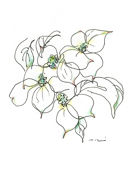 やまぼうし・Kousa Dogwood